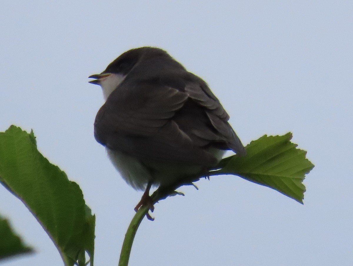 Tree Swallow - ML621707859