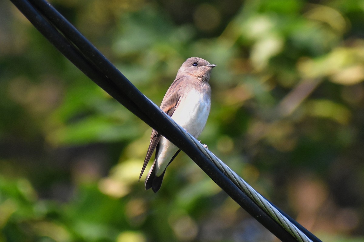 Northern Rough-winged Swallow - ML621707926