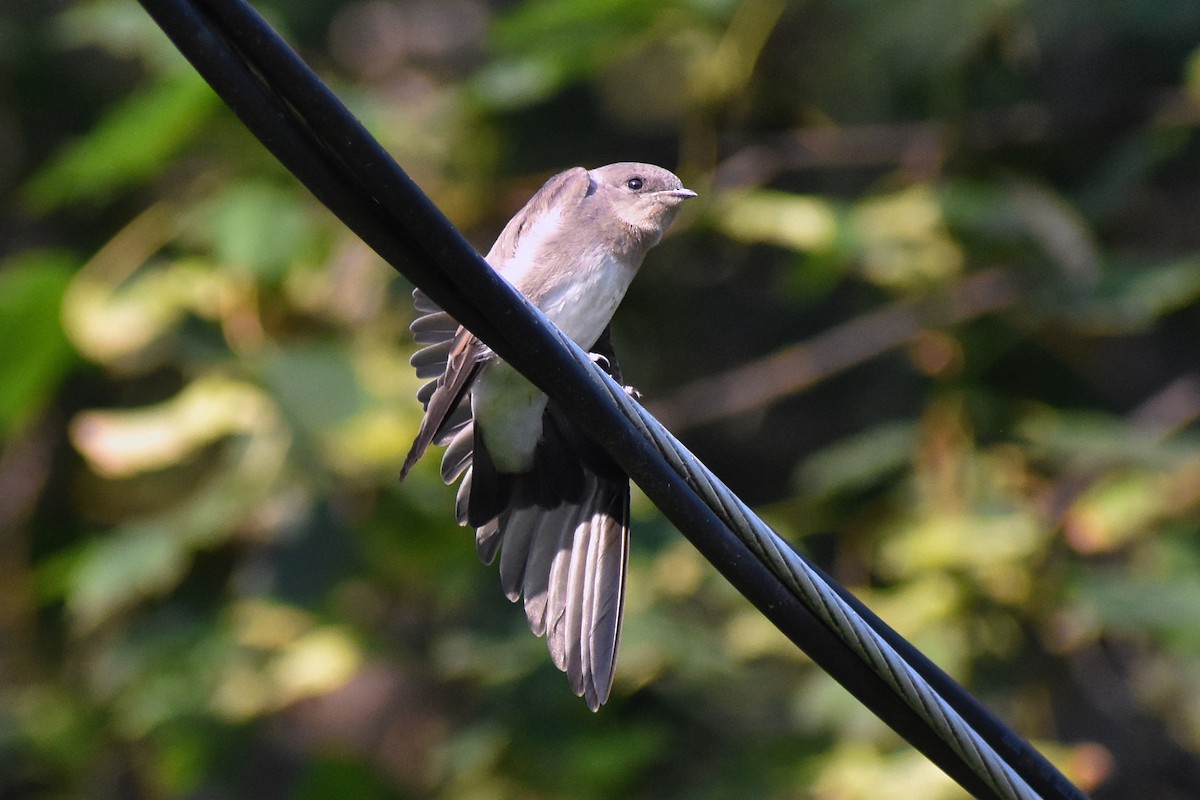 Northern Rough-winged Swallow - ML621707929