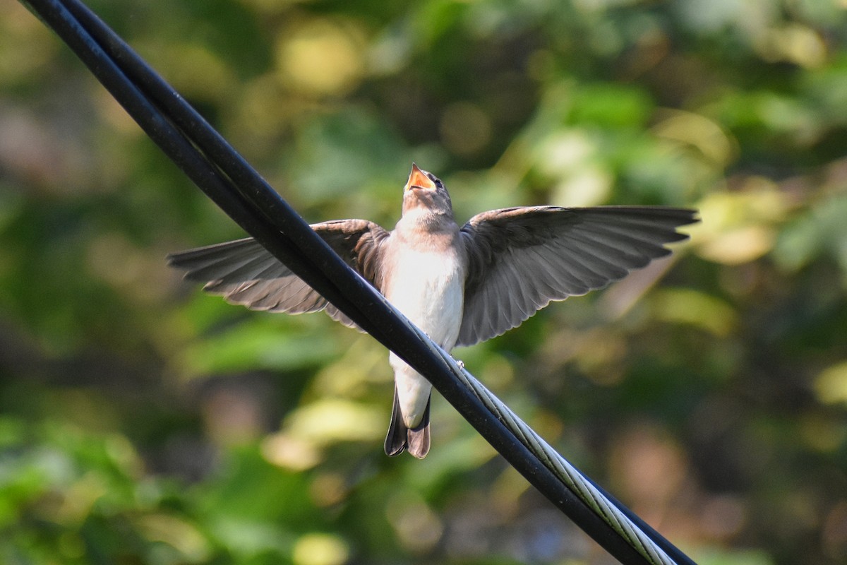 Northern Rough-winged Swallow - ML621707936