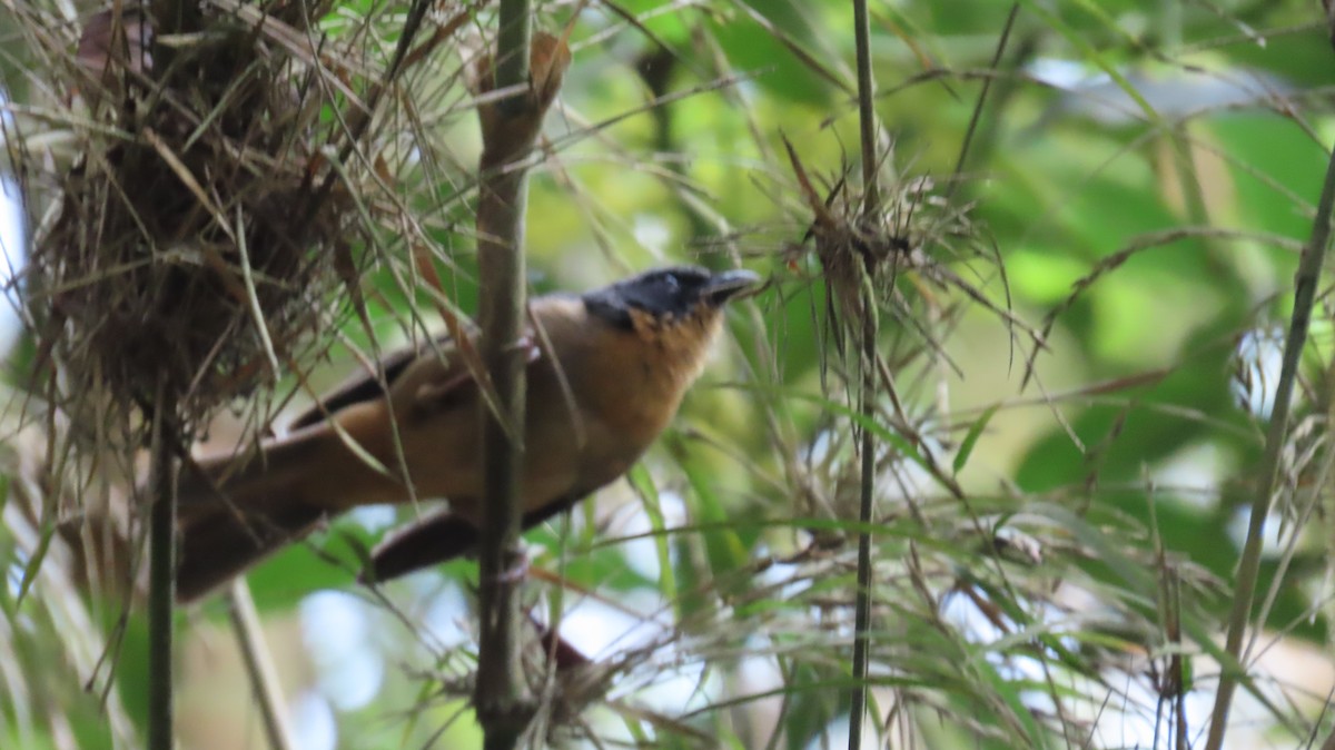 Black-eared Hemispingus - ML621708156