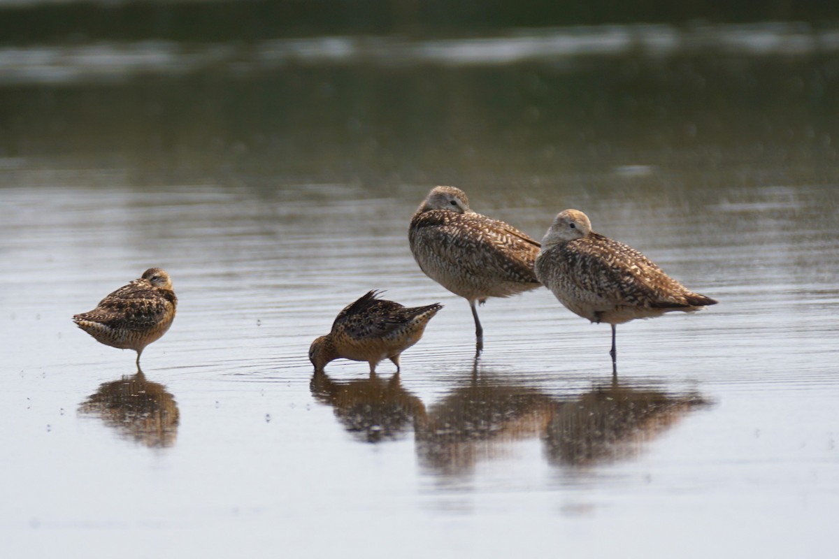 Marbled Godwit - ML621708212