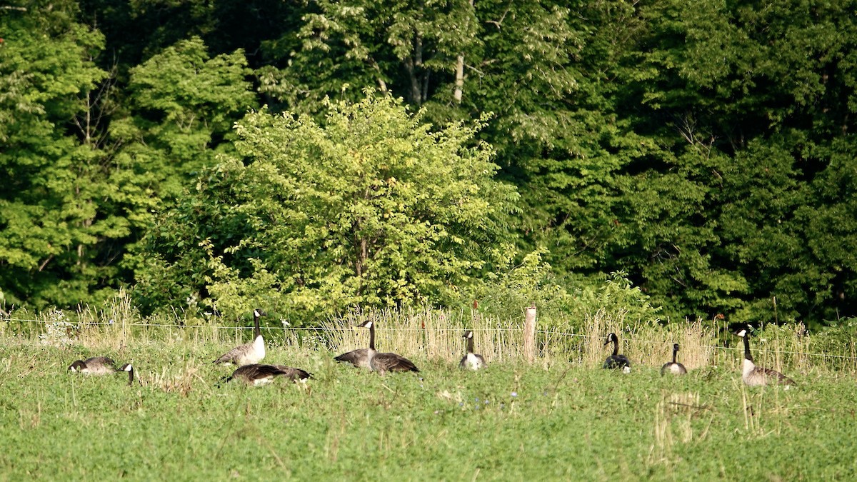 Canada Goose - ML621708311