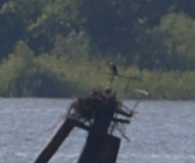 Загасч явлаг - ML621708315