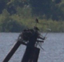 Загасч явлаг - ML621708316