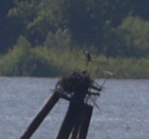 Загасч явлаг - ML621708317