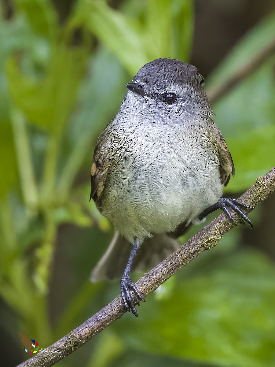 Tawny-rumped Tyrannulet - ML621708362