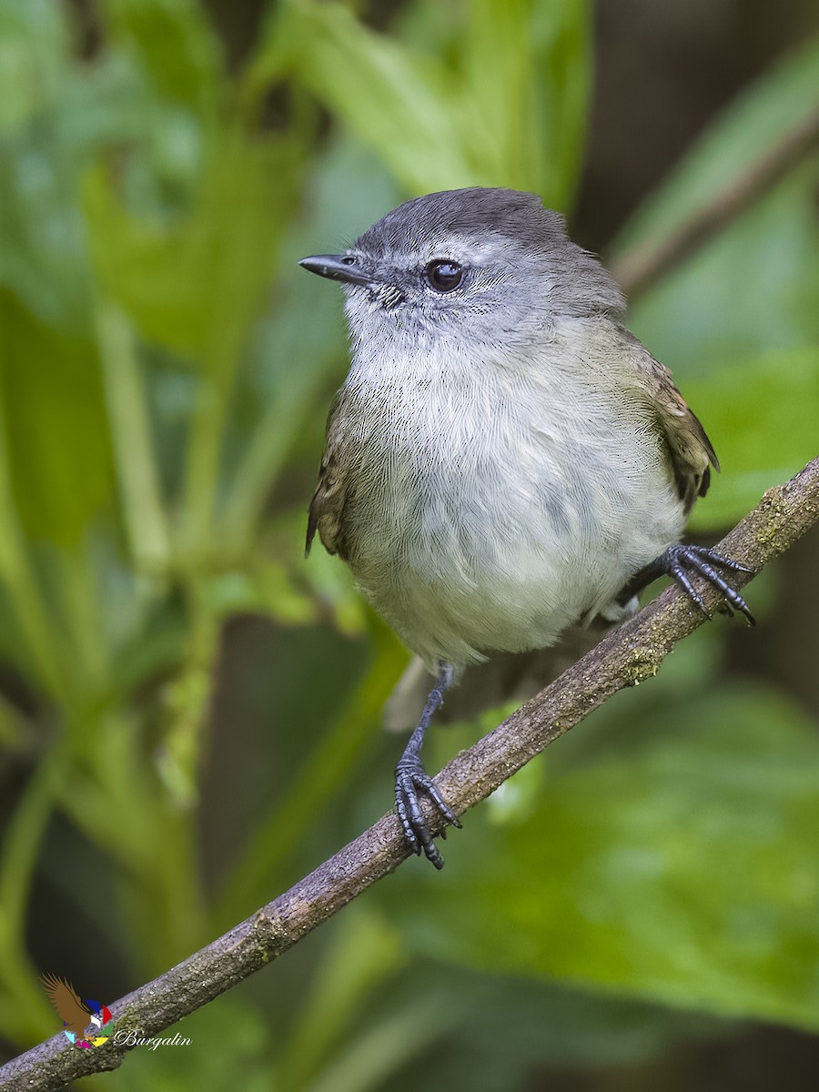 Tawny-rumped Tyrannulet - ML621708363