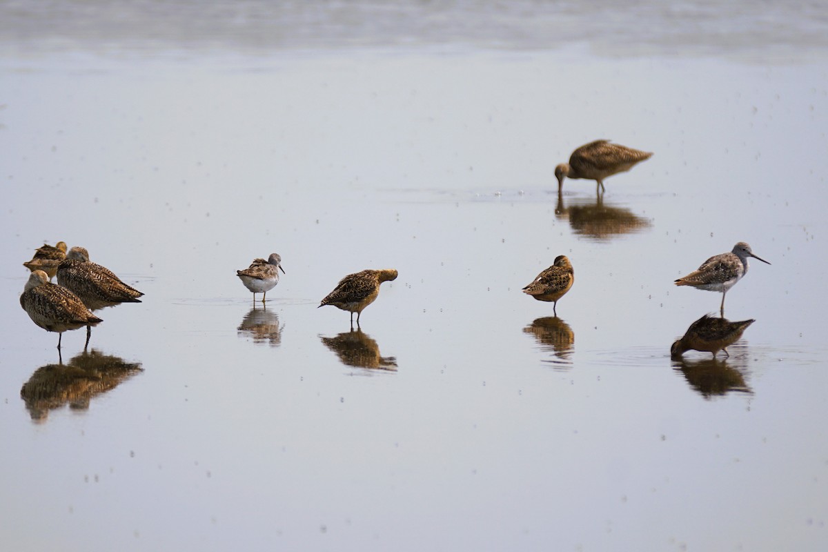 Long-billed Dowitcher - ML621708391