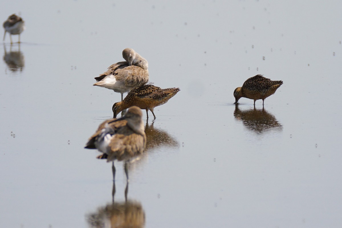 Long-billed Dowitcher - ML621708392
