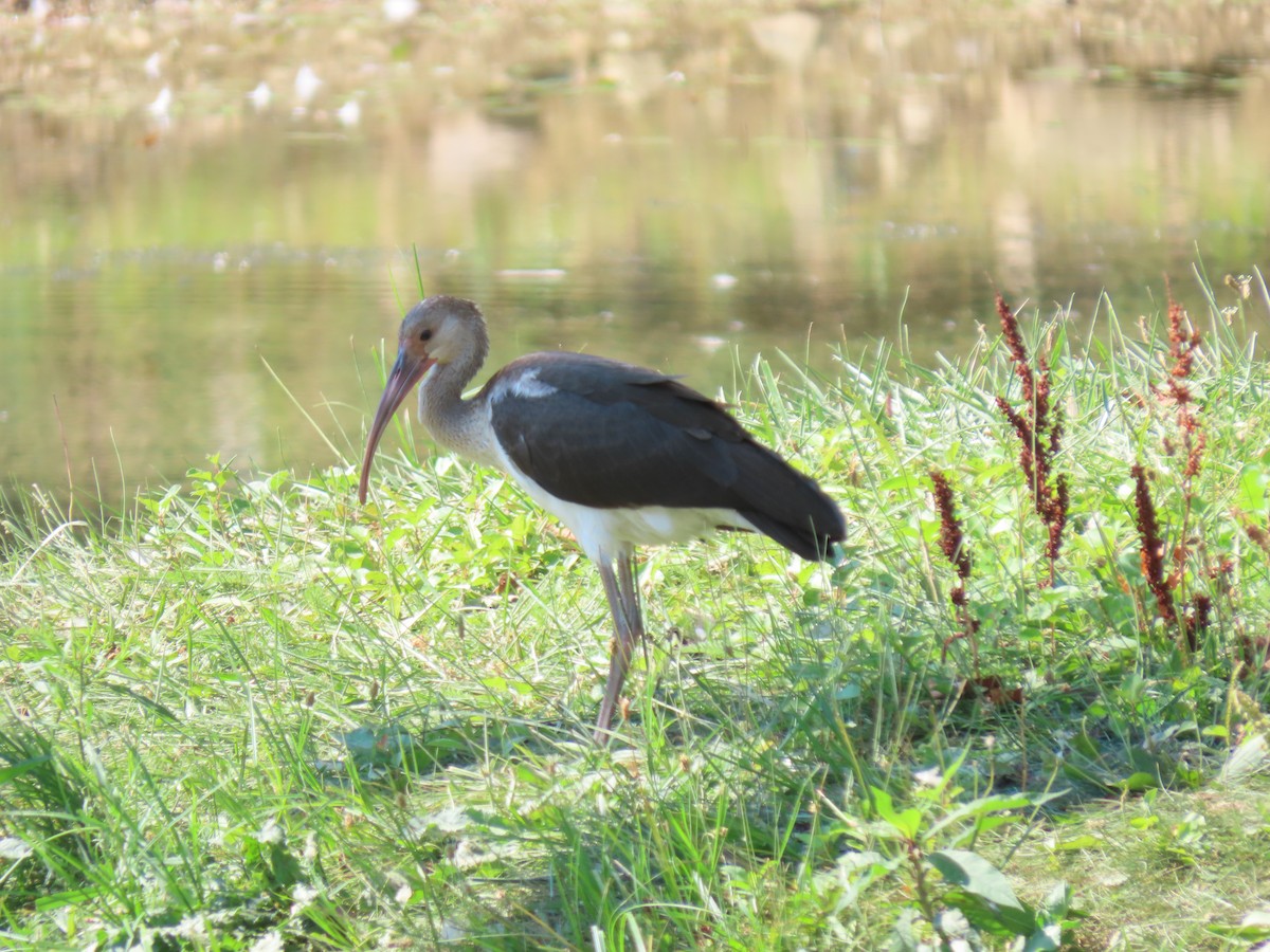 White Ibis - ML621708414