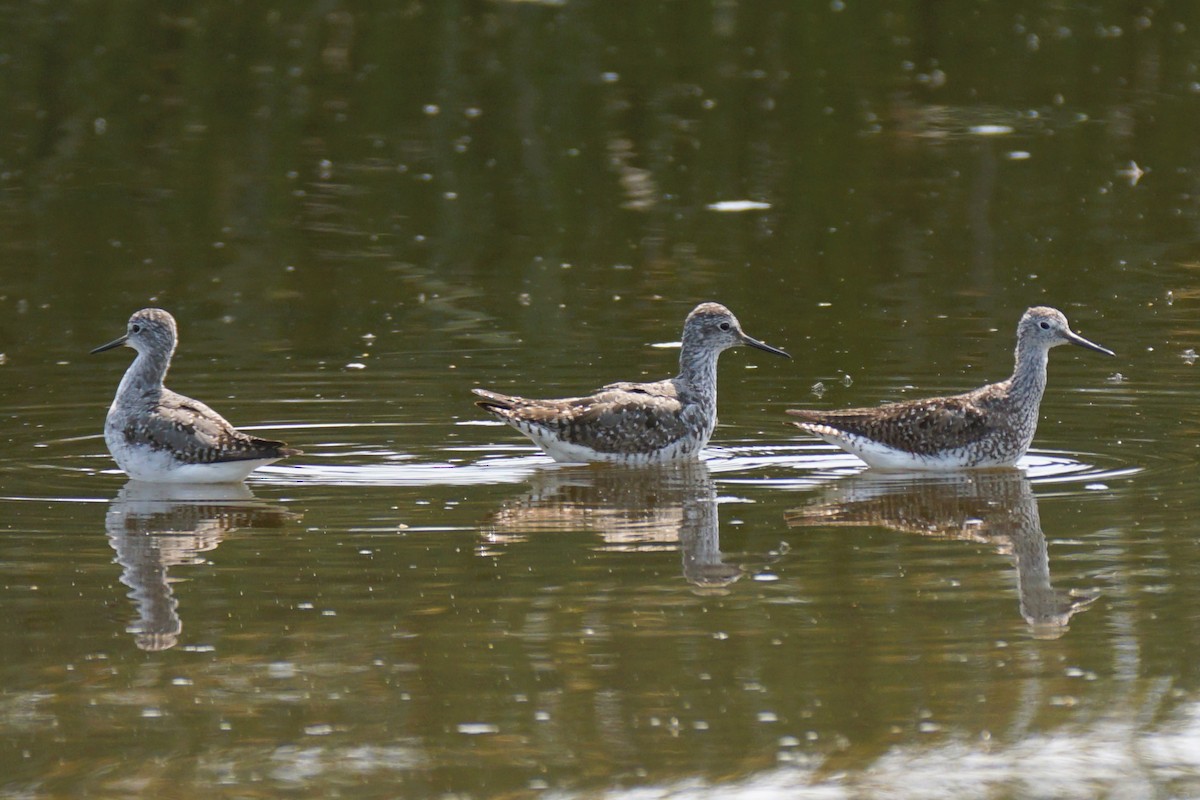 Lesser Yellowlegs - ML621708440