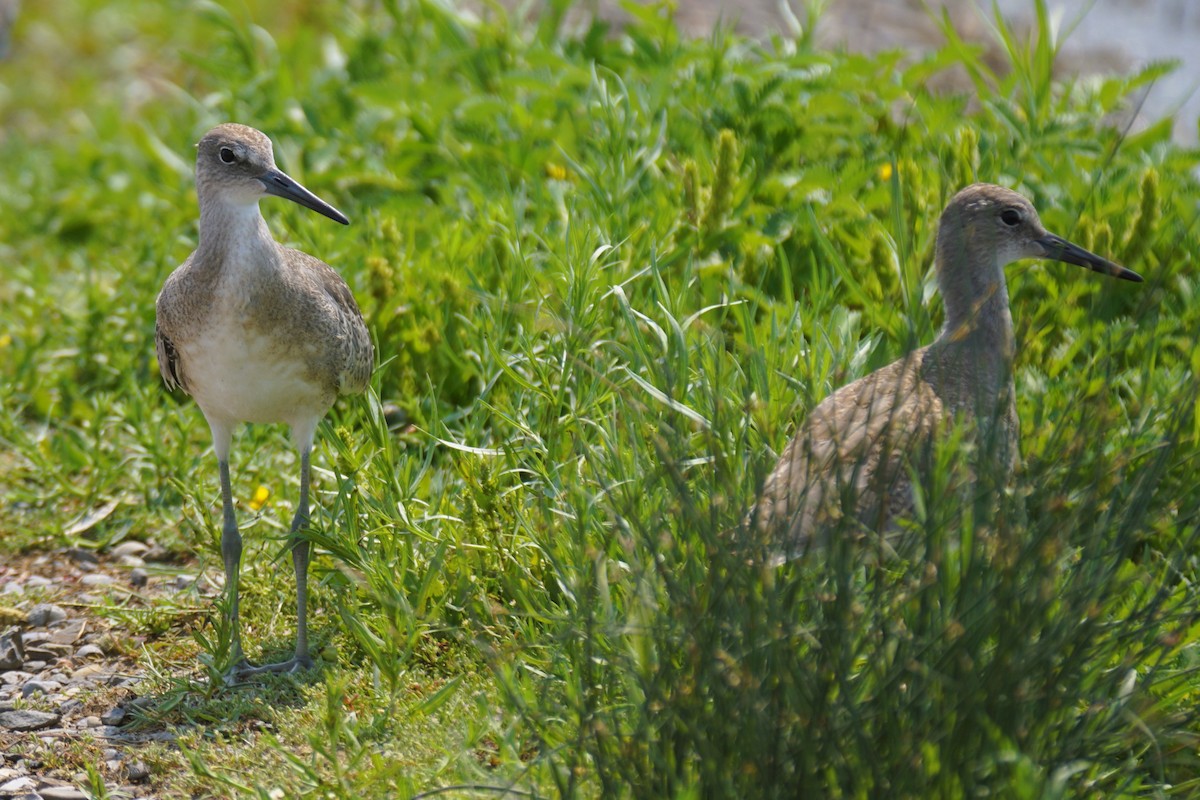 Willet - ML621708450