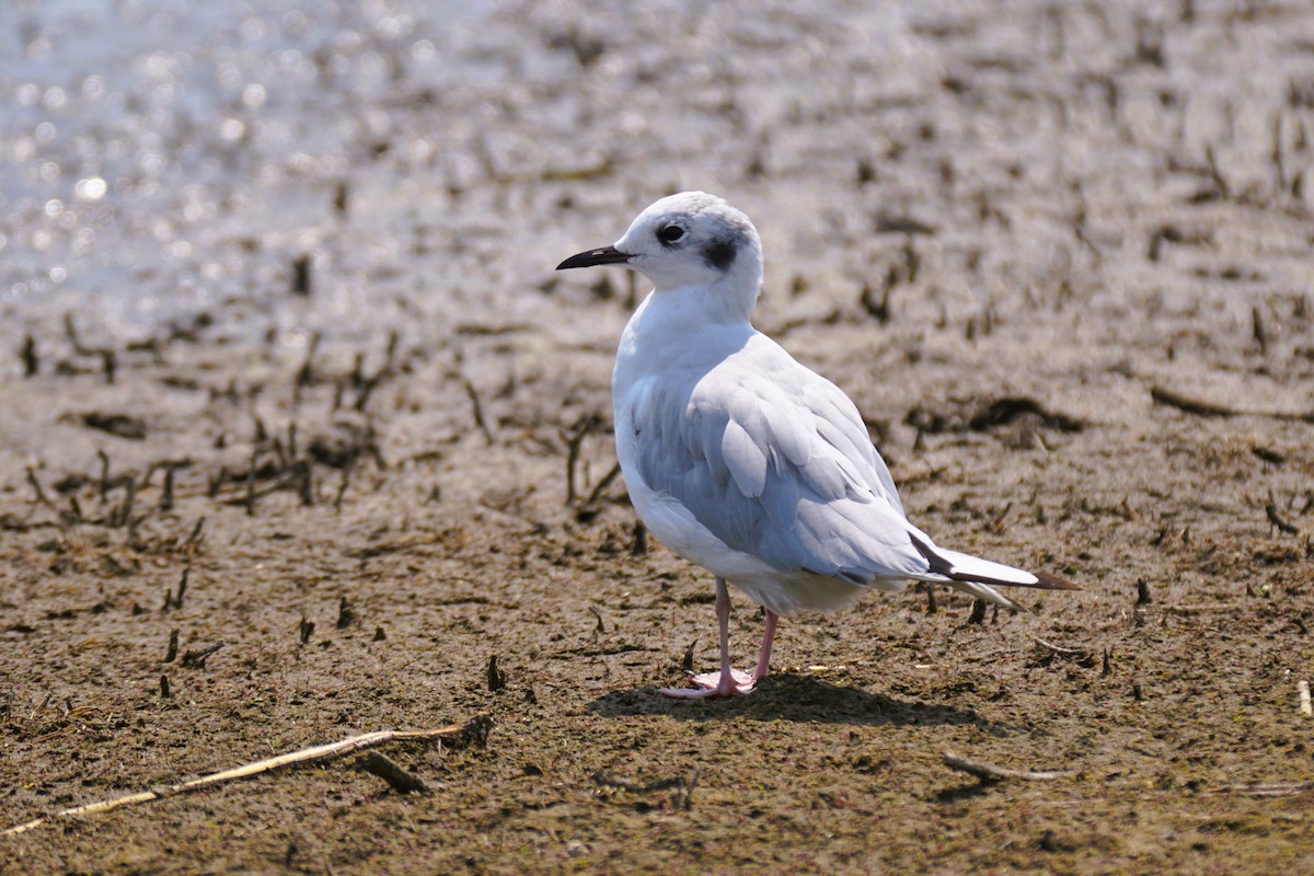 Bonaparte's Gull - ML621708463
