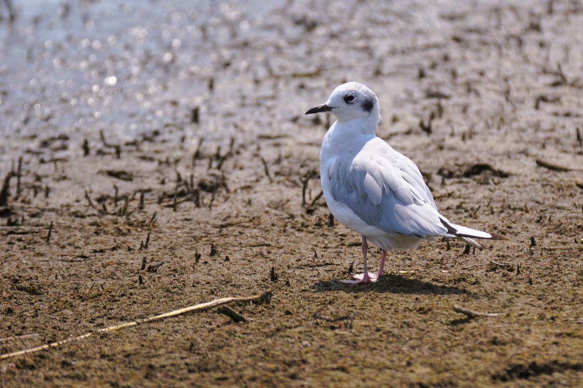 Bonaparte's Gull - ML621708464