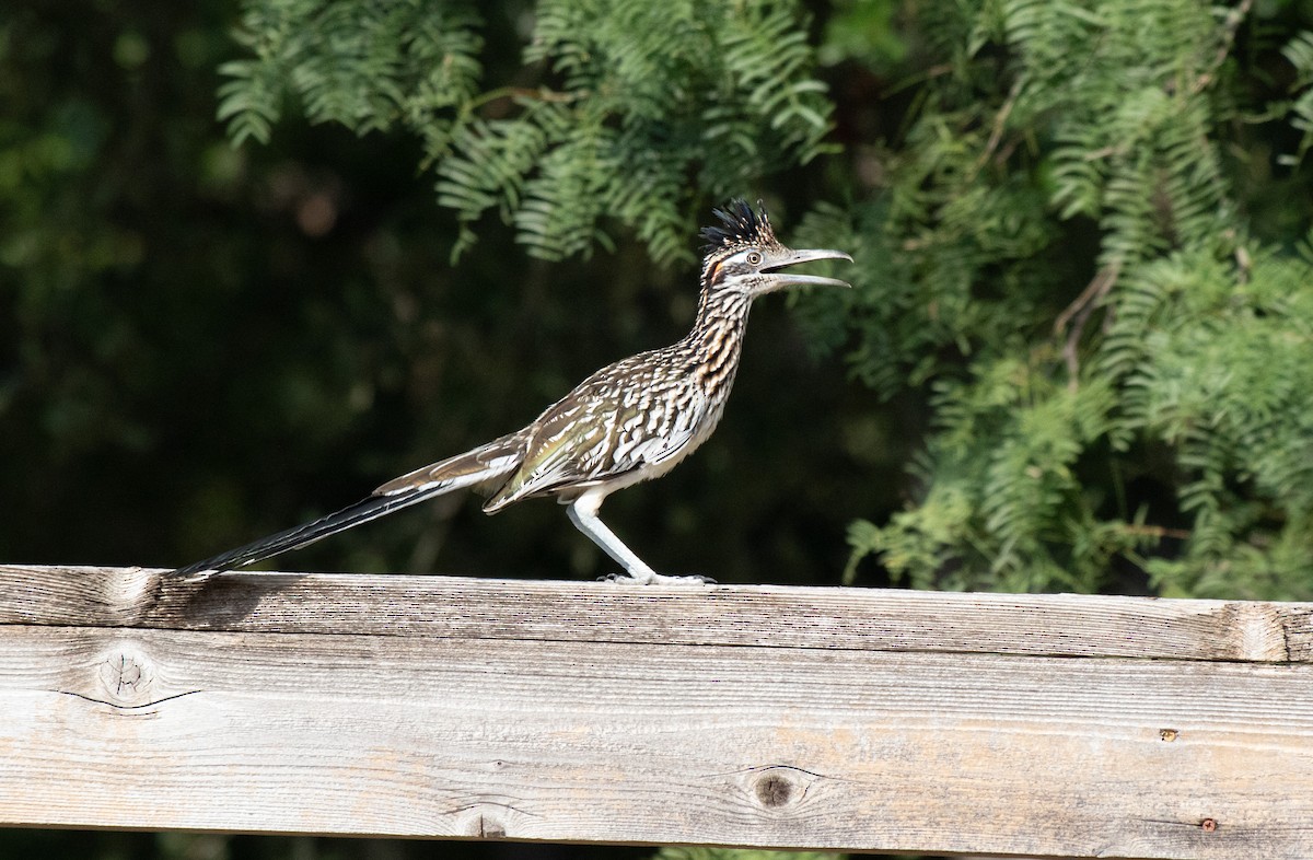 Greater Roadrunner - ML621708476