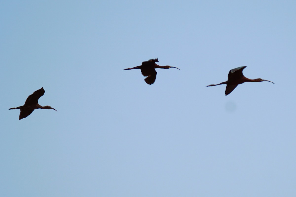 White-faced Ibis - ML621708496