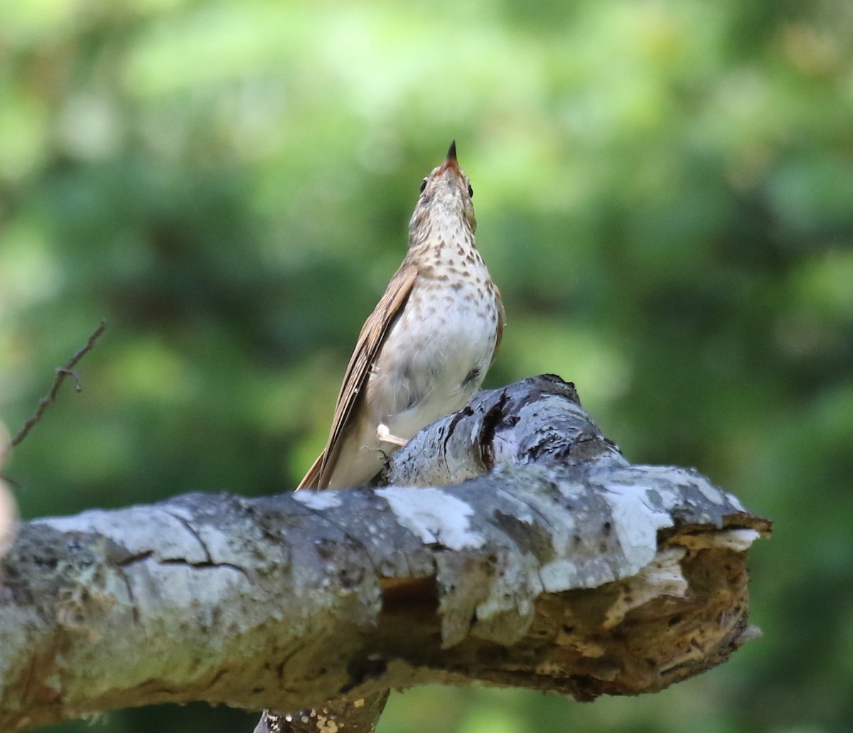 Swainson's Thrush (Russet-backed) - ML621708523