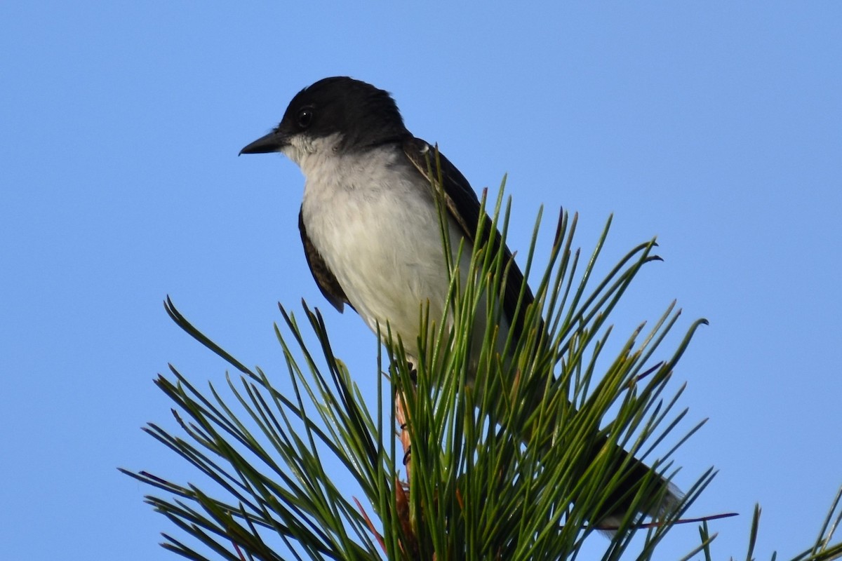 Eastern Kingbird - ML621708554