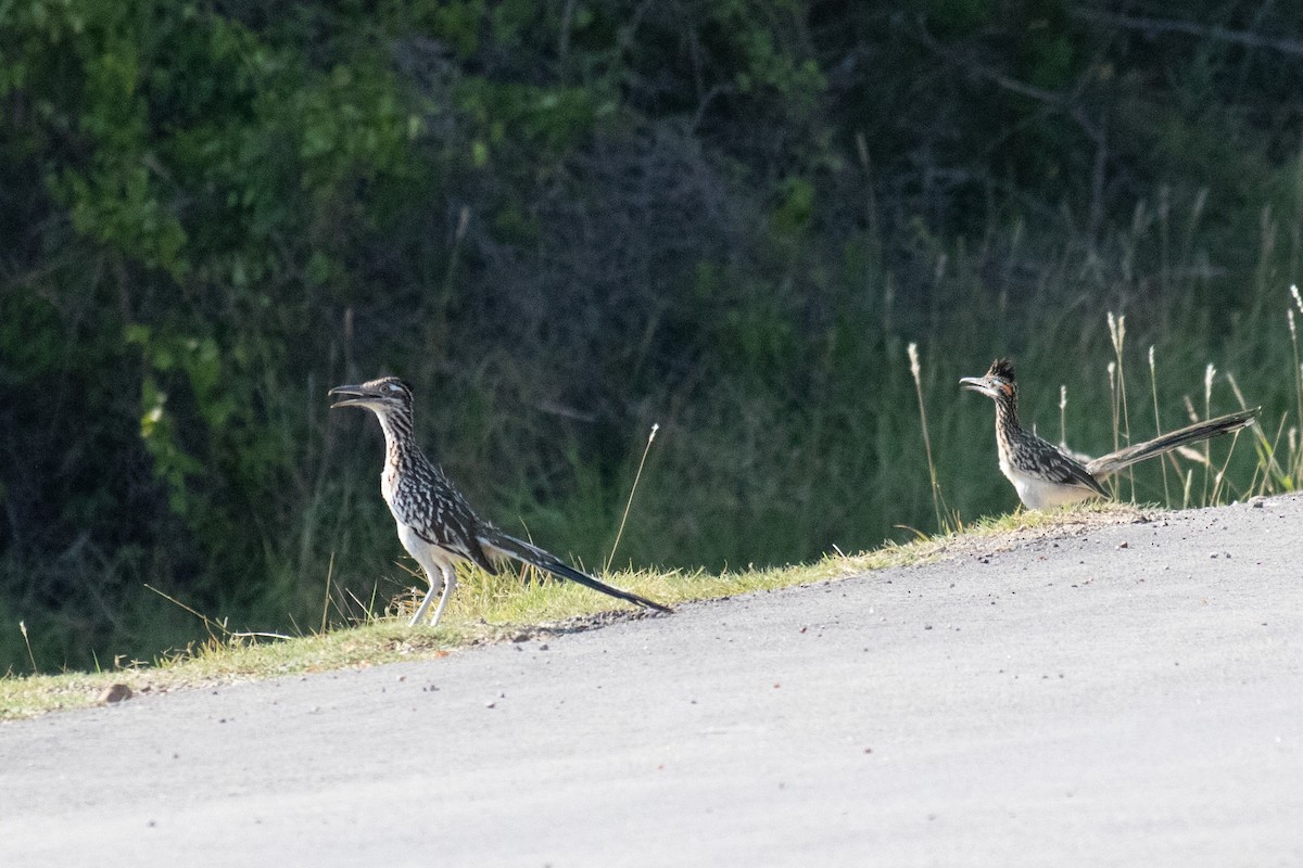 Greater Roadrunner - ML621708562