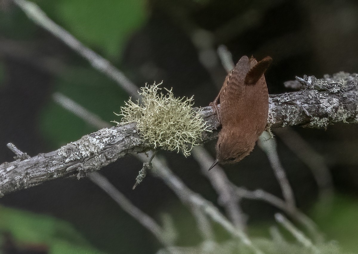 Winter Wren - Sandy Podulka