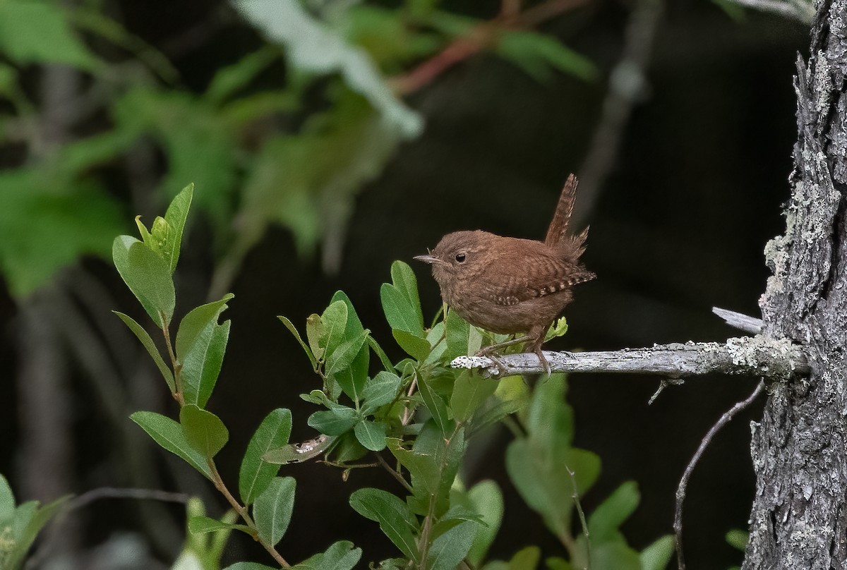 Winter Wren - ML621708609