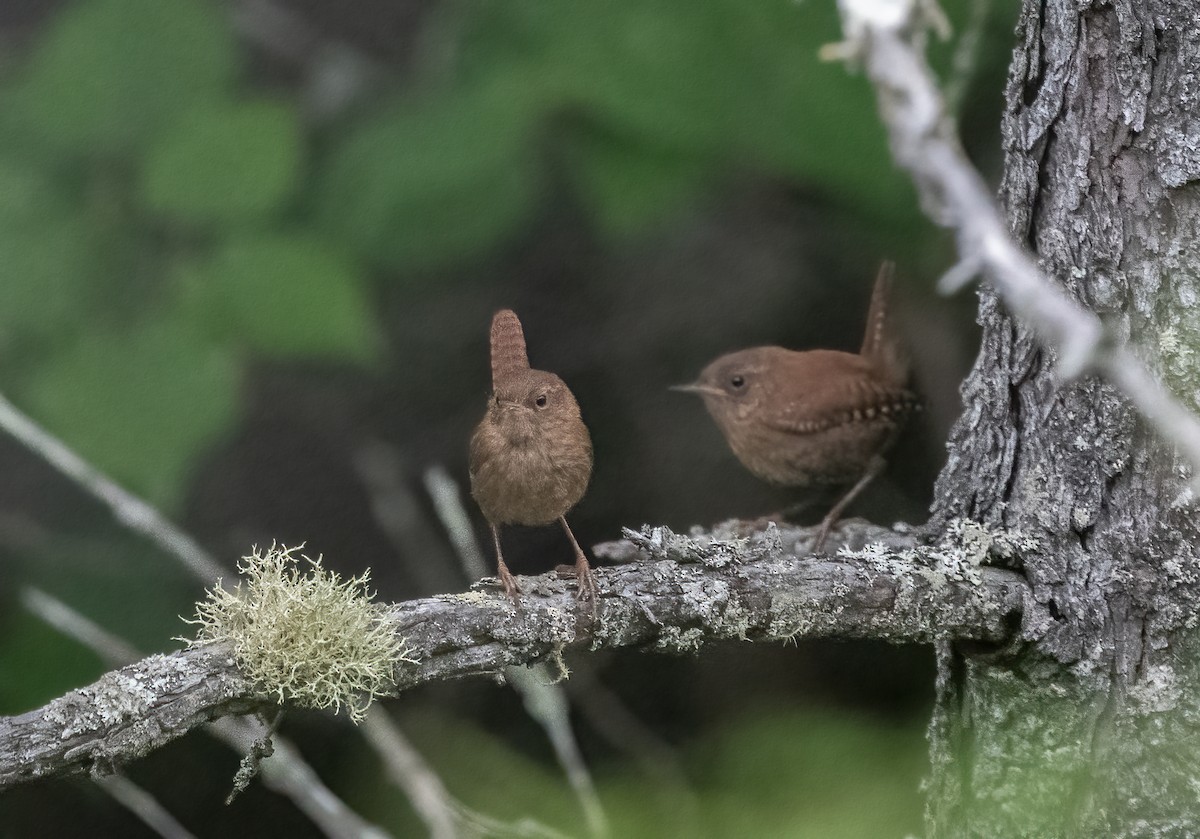 Winter Wren - ML621708610