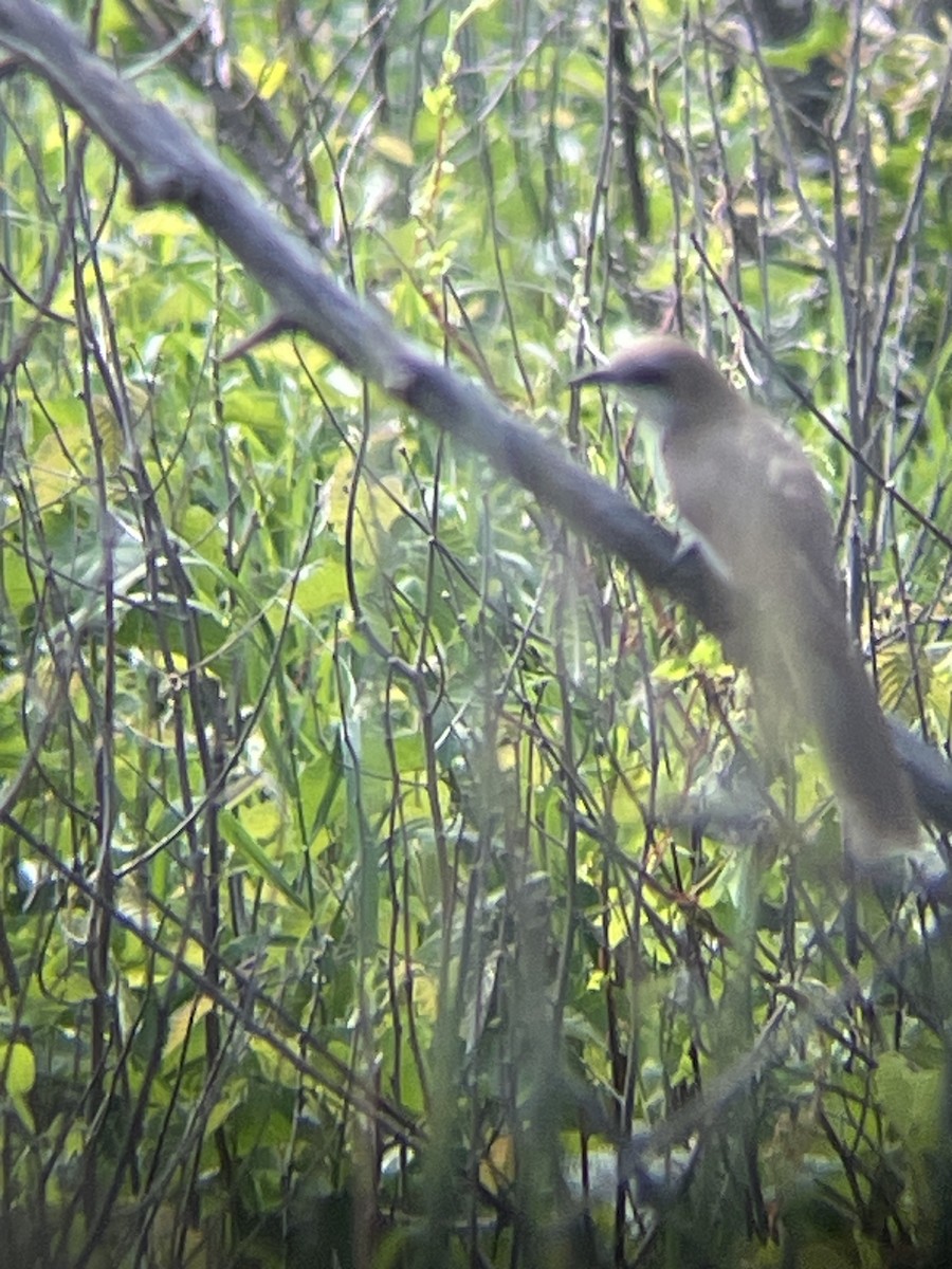 Black-billed Cuckoo - ML621708649