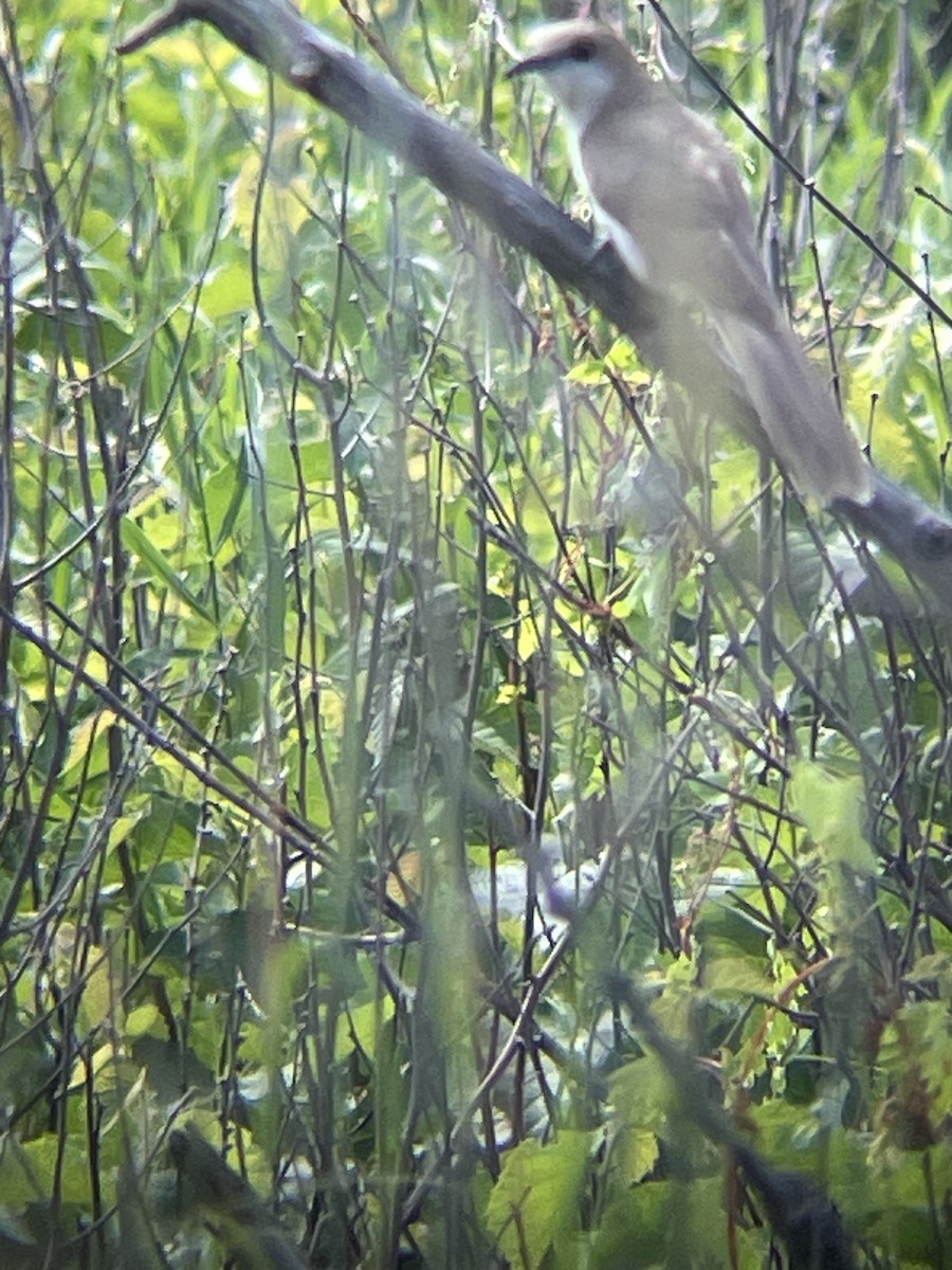 Black-billed Cuckoo - ML621708650