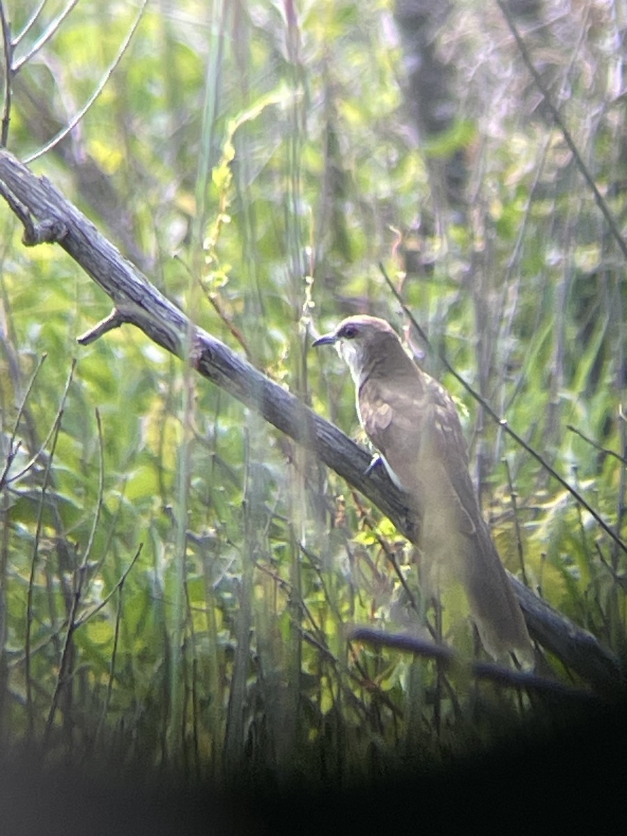 Black-billed Cuckoo - ML621708651