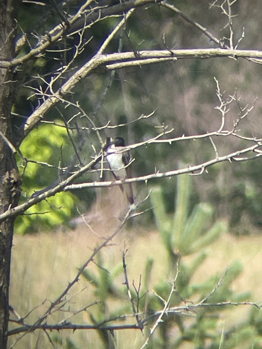 Eastern Kingbird - ML621708663