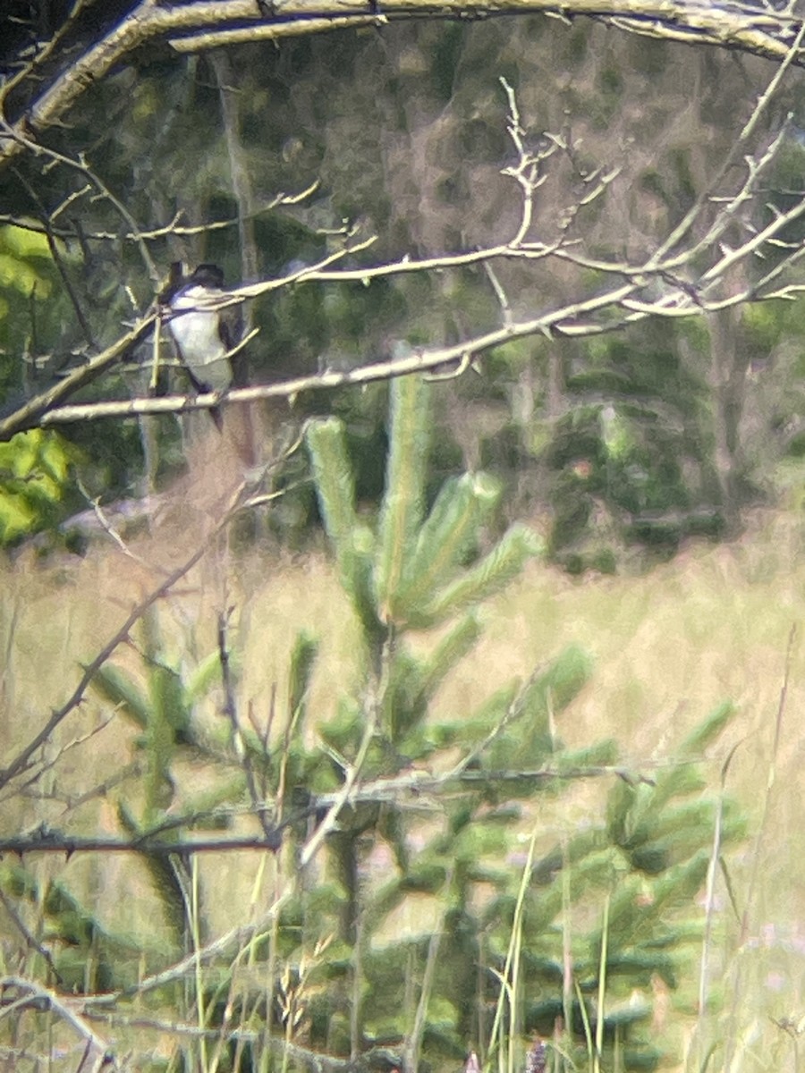 Eastern Kingbird - ML621708664