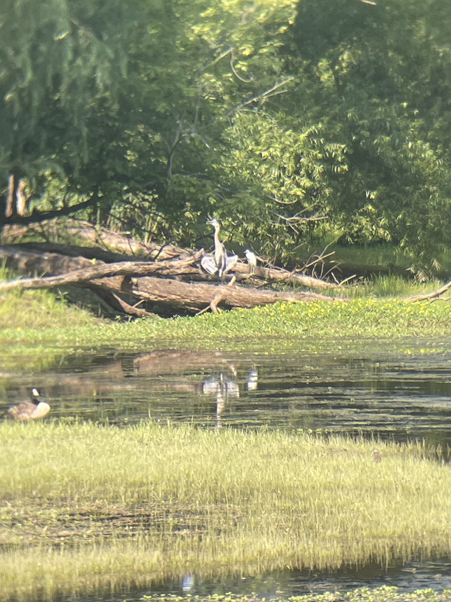 Little Blue Heron - ML621708669