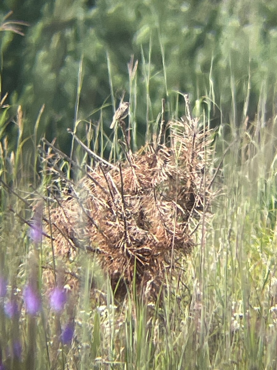 Grasshopper Sparrow - ML621708674