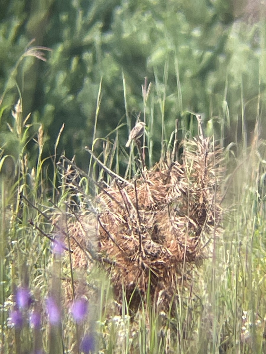 Grasshopper Sparrow - ML621708675