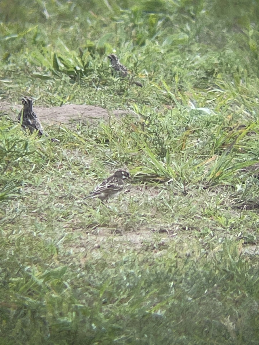 Lark Sparrow - ML621708685