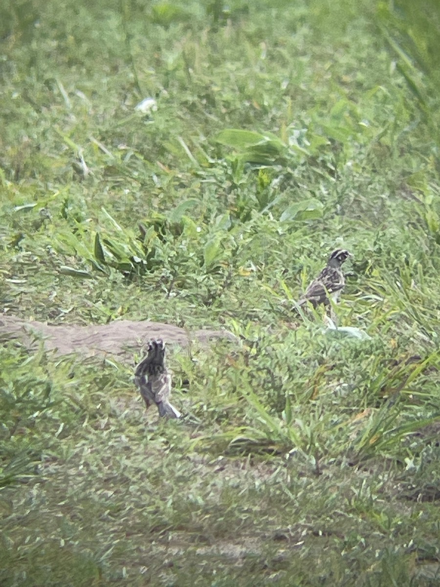 Lark Sparrow - Katrina Theisen