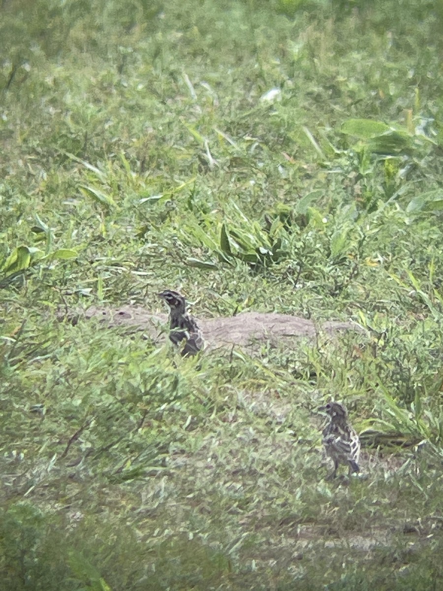 Lark Sparrow - ML621708687