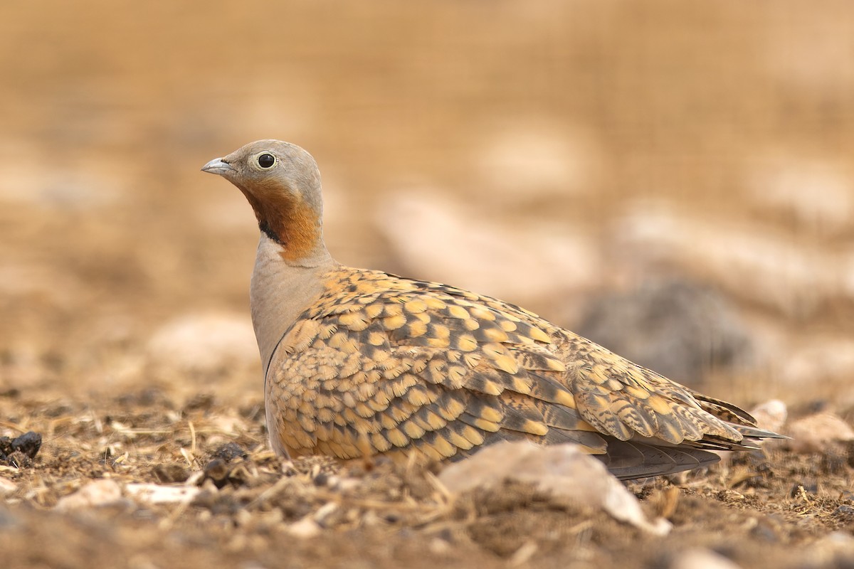 Black-bellied Sandgrouse - ML621708834