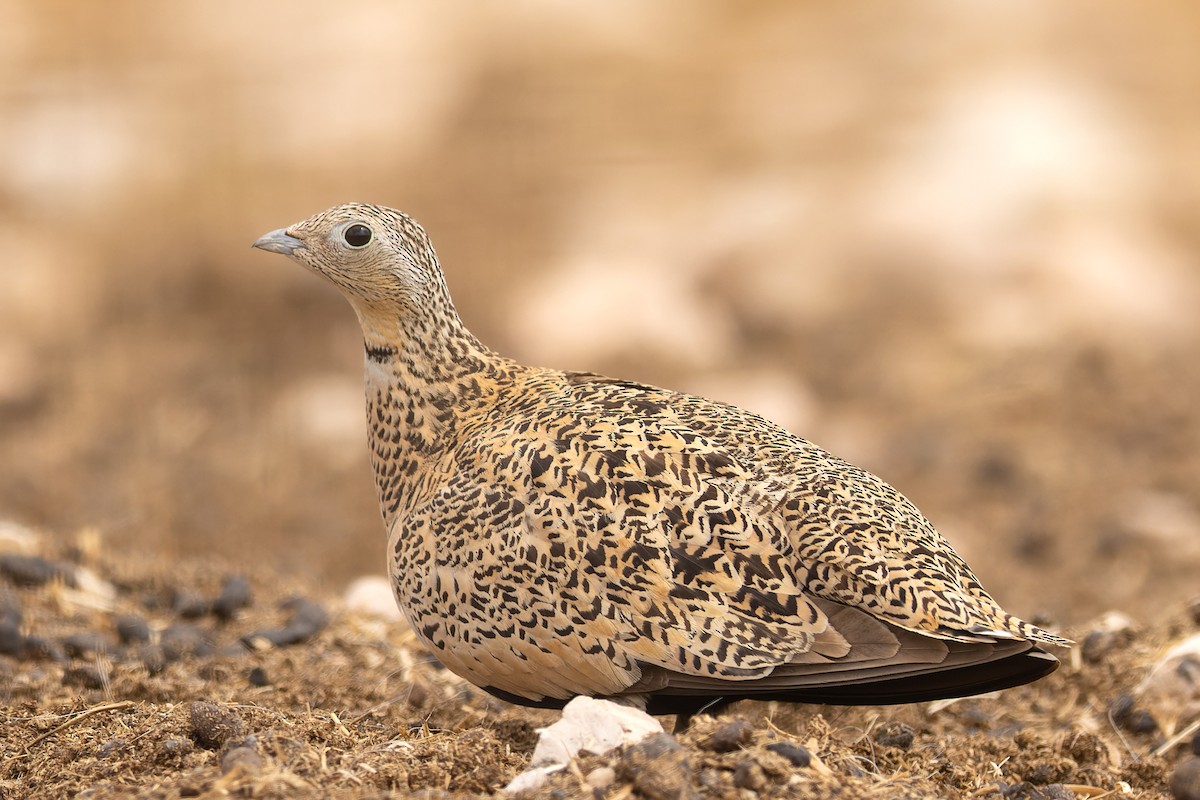 Black-bellied Sandgrouse - ML621708835