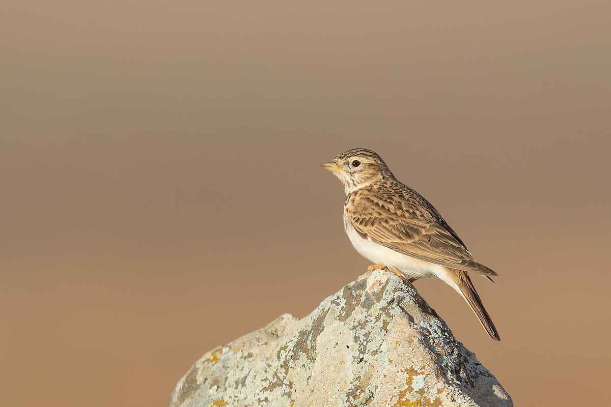 Mediterranean Short-toed Lark - ML621708881