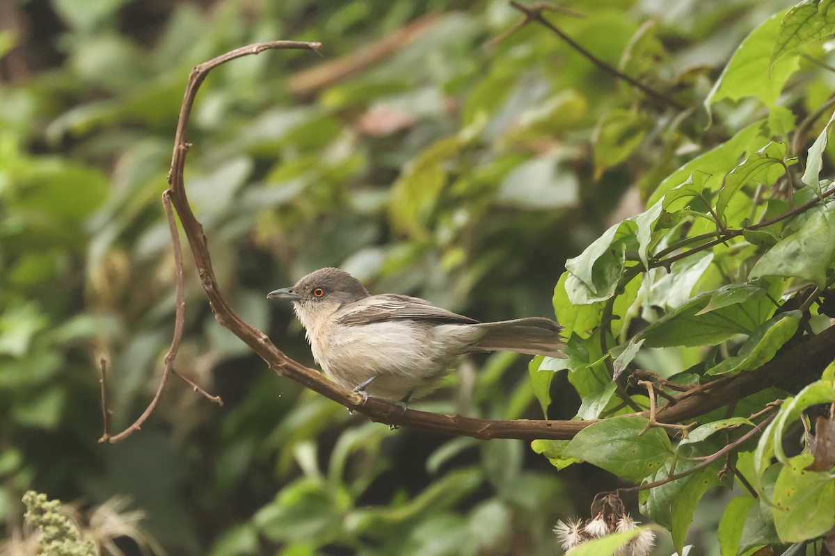 Northern Puffback - ML621709117