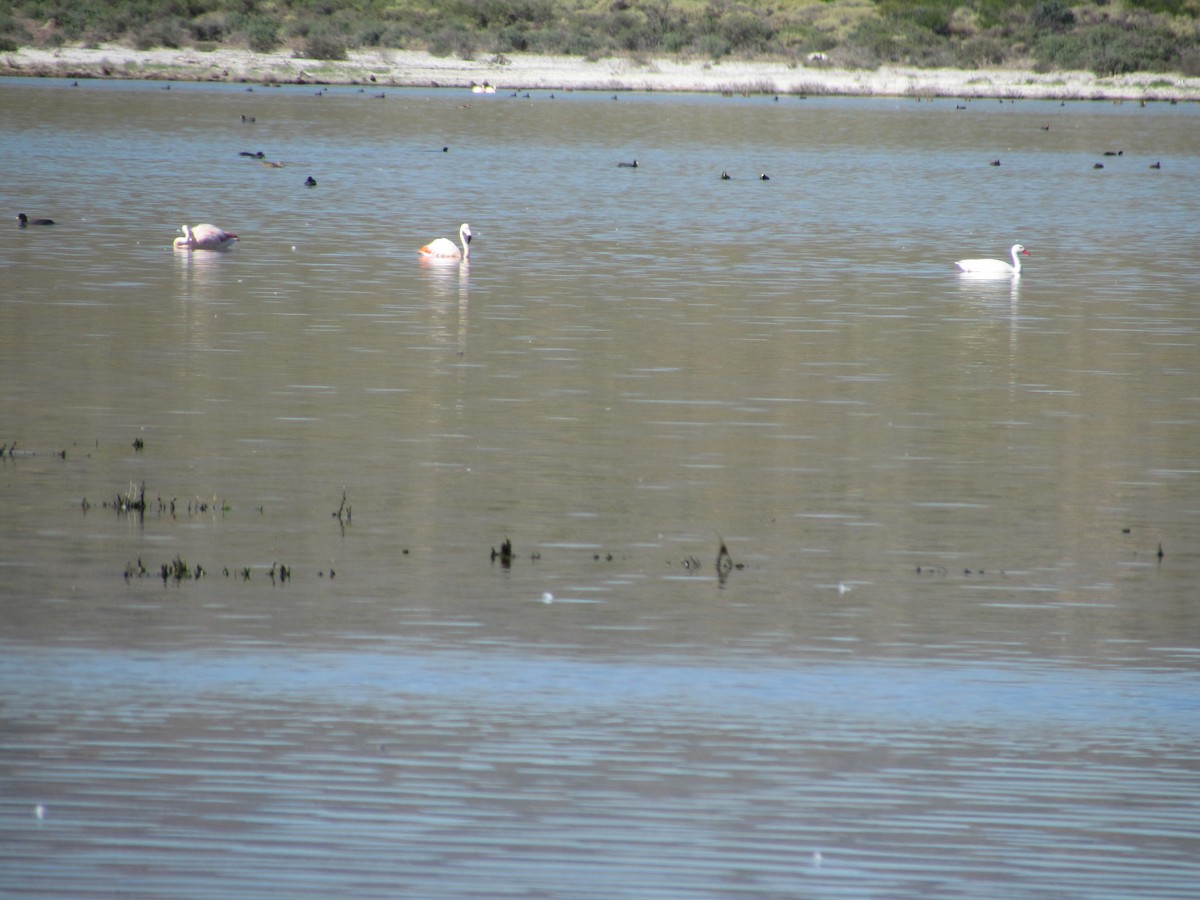 Chilean Flamingo - ML621709119