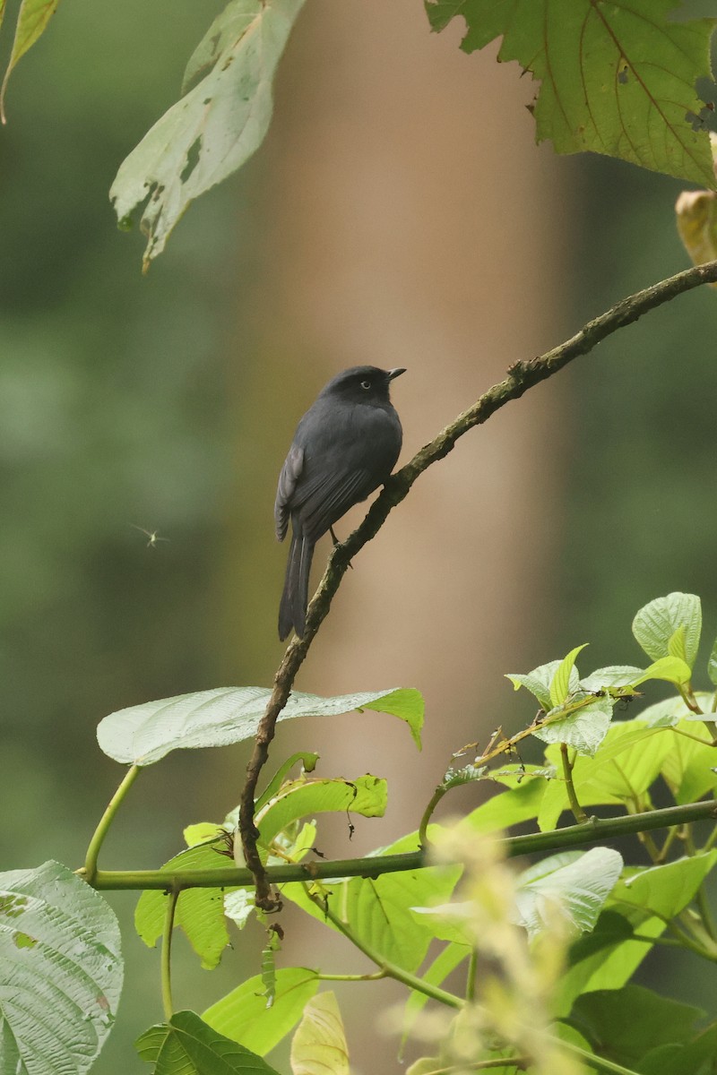 Yellow-eyed Black-Flycatcher - ML621709129