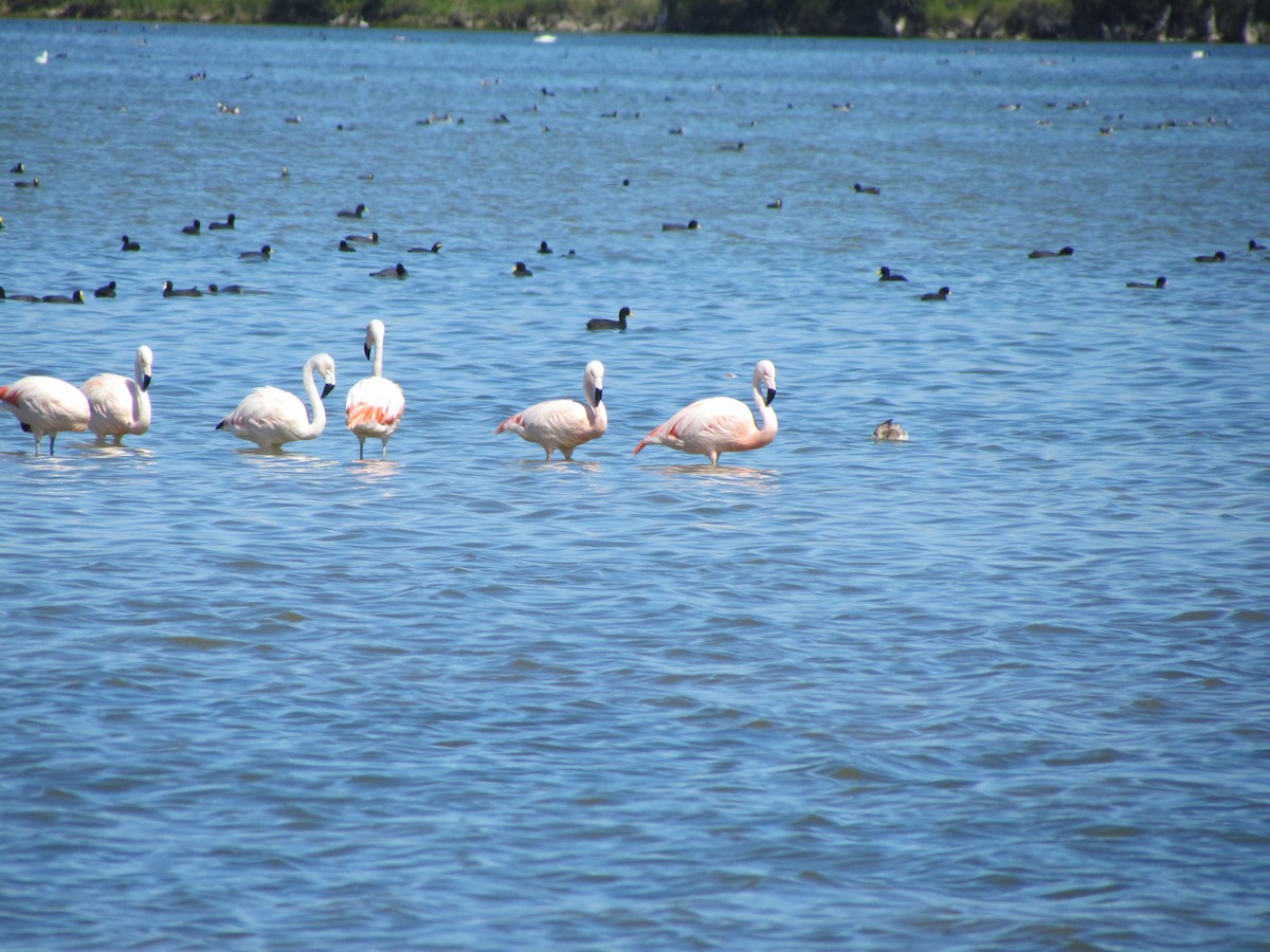 Chilean Flamingo - ML621709155