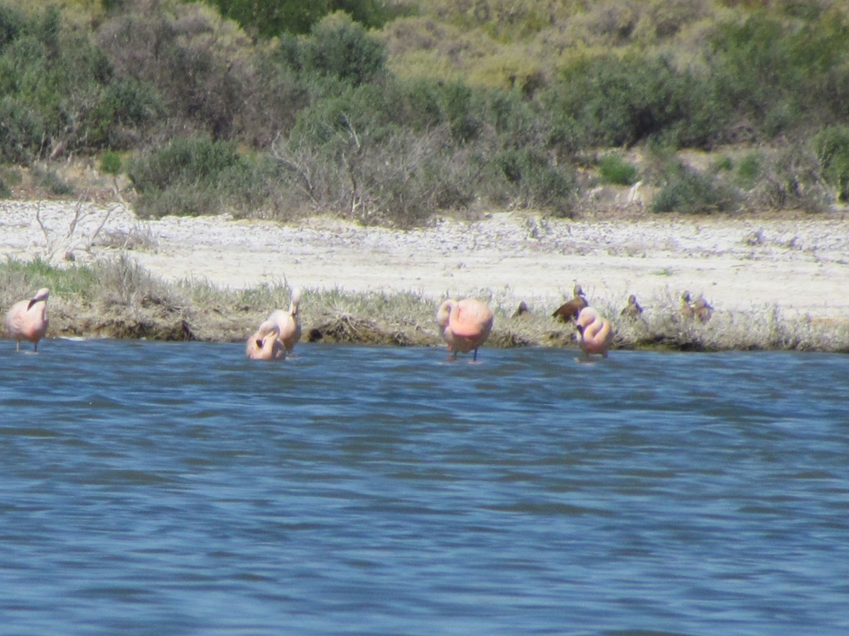 Chilean Flamingo - ML621709163