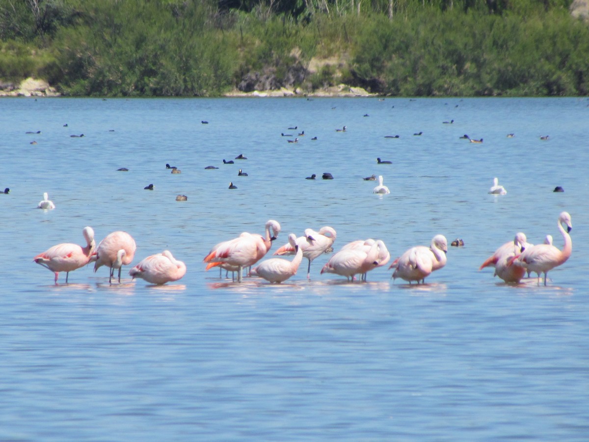 Chilean Flamingo - cynthia arenas