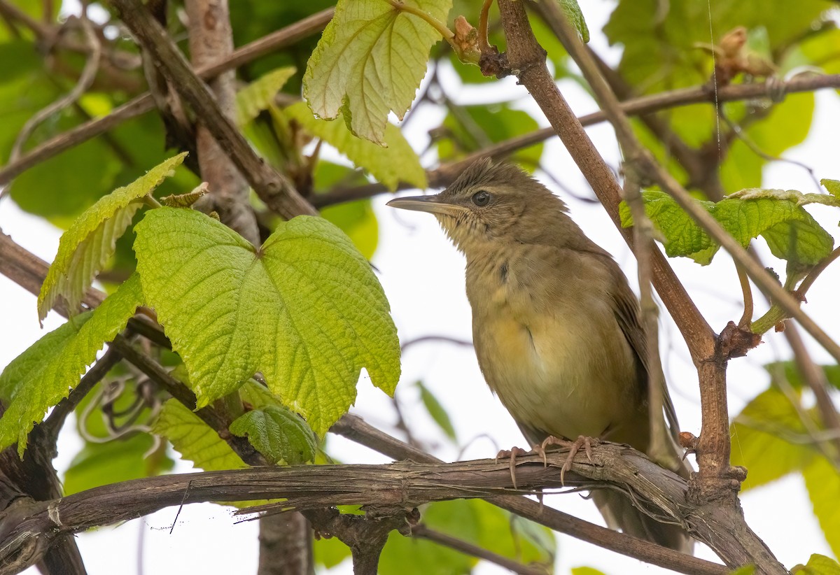 Sakhalin Grasshopper Warbler - ML621709194