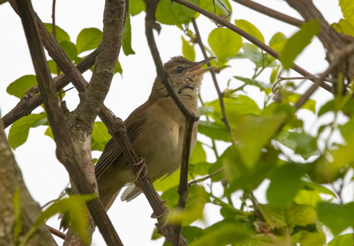 Sakhalin Grasshopper Warbler - ML621709195