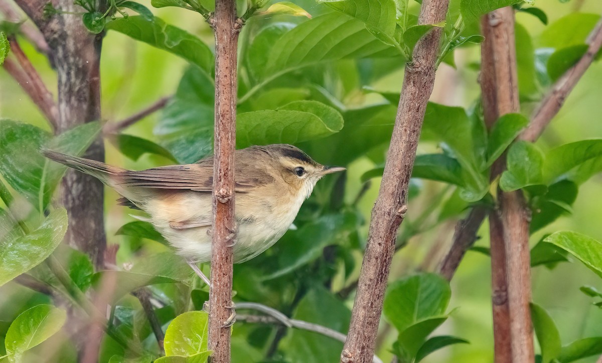 Black-browed Reed Warbler - ML621709223